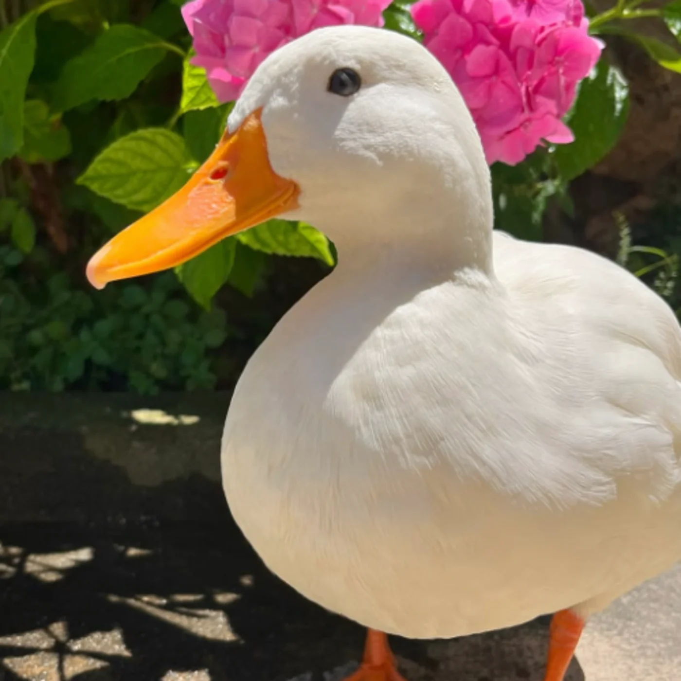 Ducks of the week 01/25/25